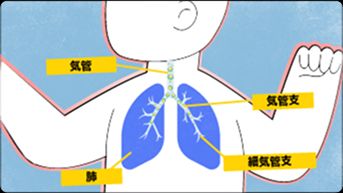 赤ちゃんの免疫システムが、RSウイルスの気道感染と戦う様子を示す画像