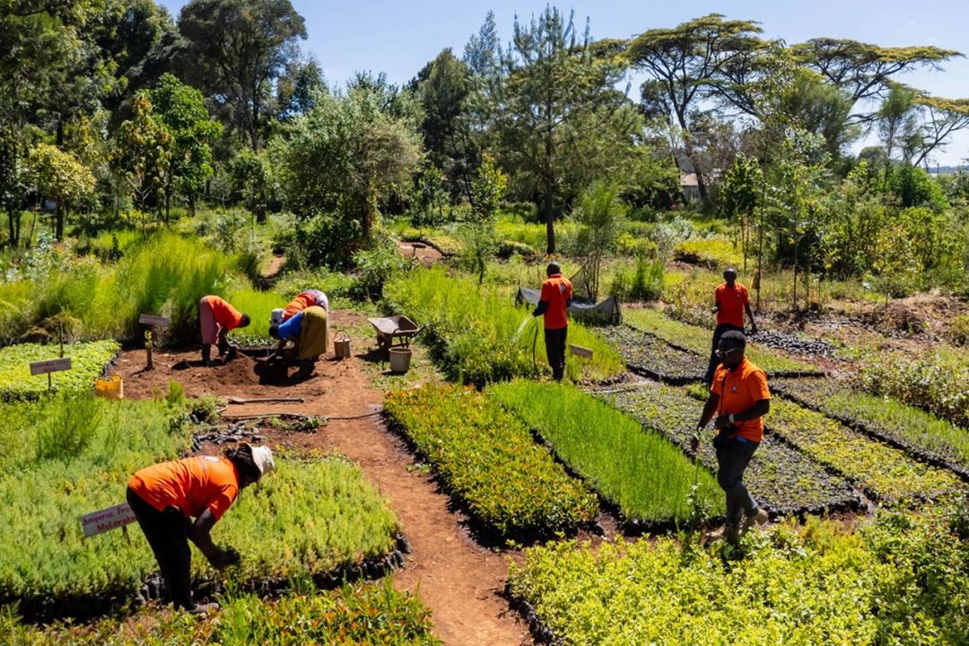Wide view of a tree nursery with rows of young plants and seedlings arranged in beds, where several people work along dirt paths surrounded by dense greenery. The scene shows activities within the Mount Kenya Regenerative Agroforestry Project in Nyahururu, Kenya