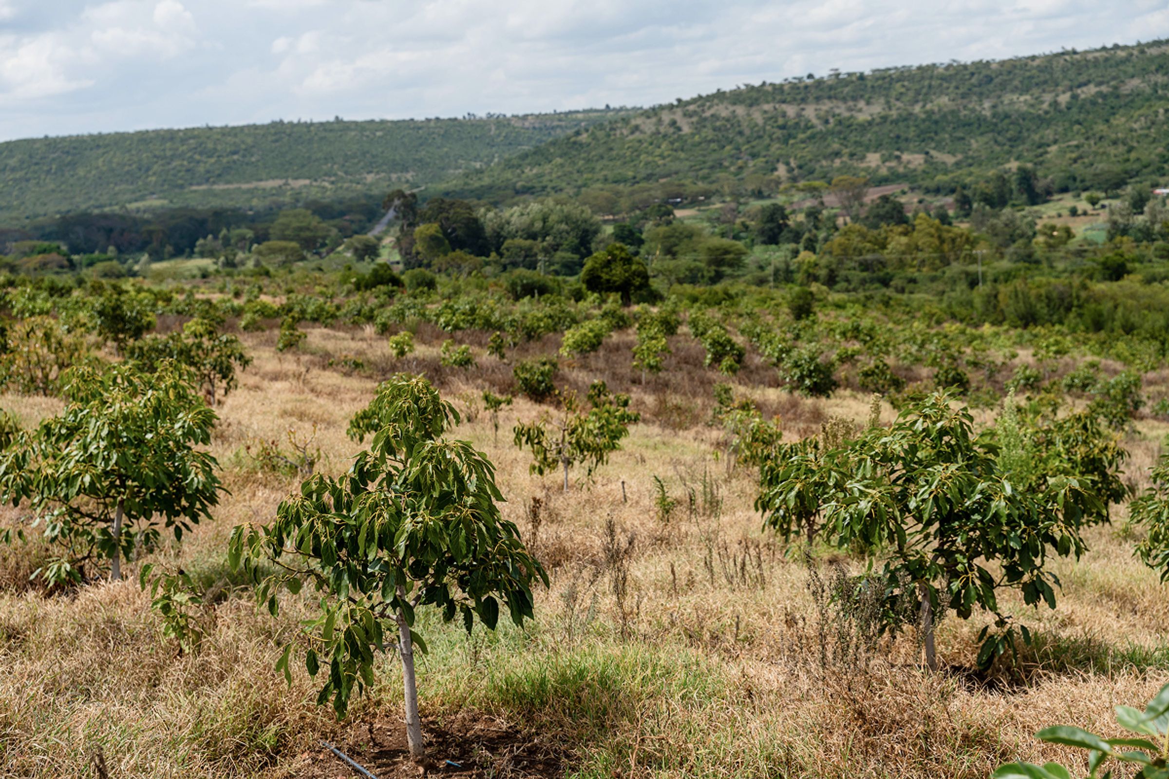 View of a cultivated field with rows of young trees planted in dry grass, spread across a gently sloping landscape. Dense green hills and layered vegetation extend into the distance under a partly cloudy sky. Mount Kenya Regenerative Agroforestry Project