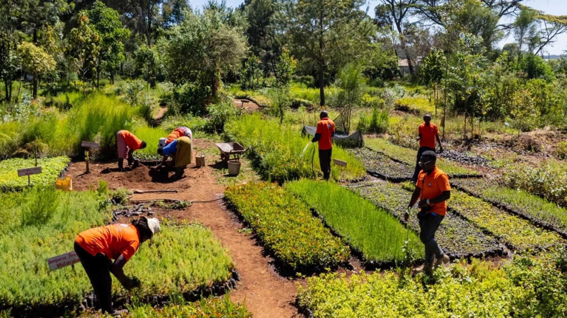Tree nursery maintained as part of the Mount Kenya Regenerative Agroforestry Project, Nyahururu, Kenya