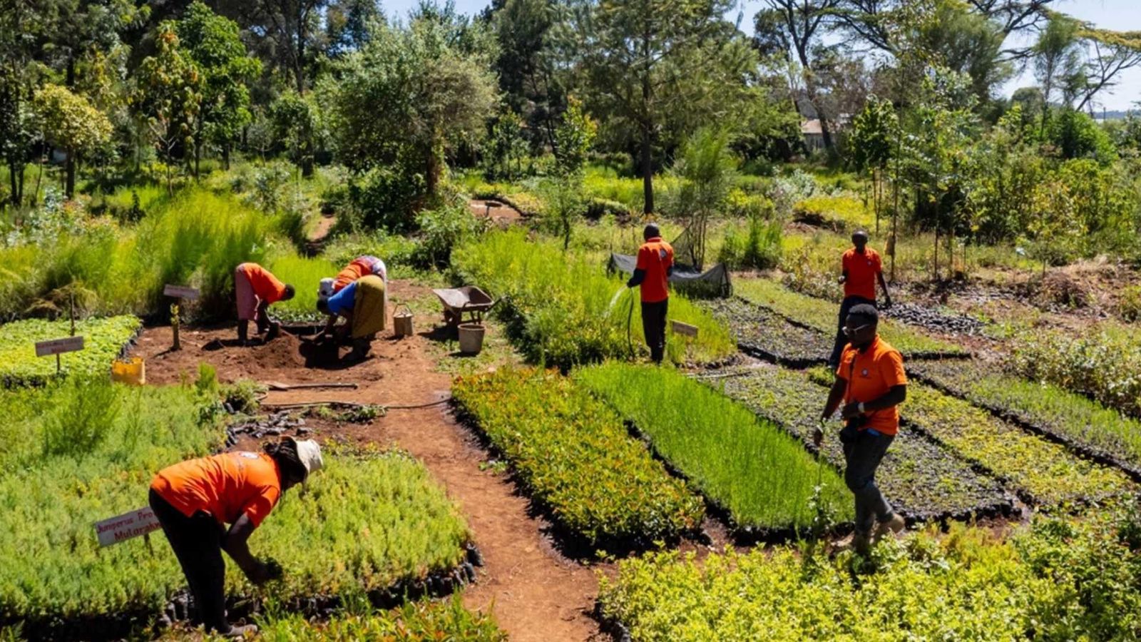 Wide view of a tree nursery with rows of young plants and seedlings arranged in beds, where several people work along dirt paths surrounded by dense greenery. The scene shows activities within the Mount Kenya Regenerative Agroforestry Project in Nyahururu, Kenya